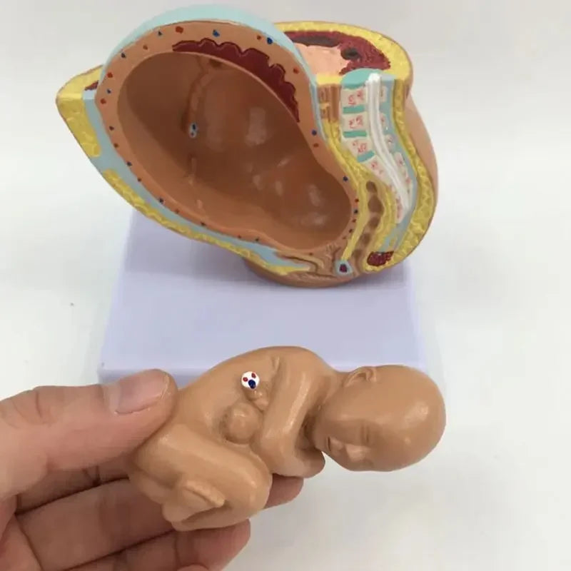 Pregnancy Anatomical Models Anatomical Pregnant Human Female Pelvis with Pregnancy 9 Months Baby Fetus Model Life Size parto