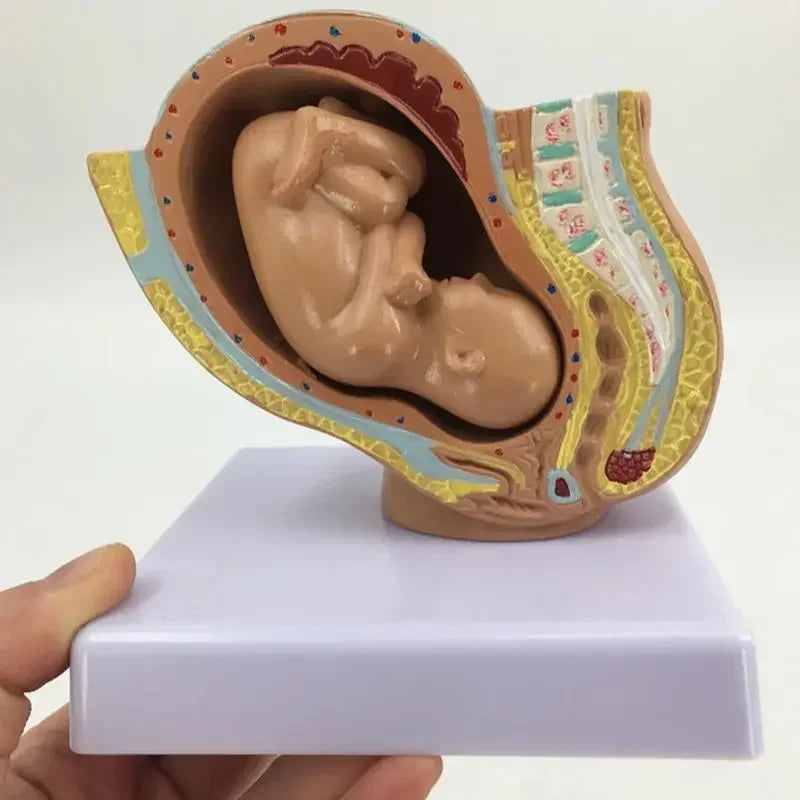 Pregnancy Anatomical Models Anatomical Pregnant Human Female Pelvis with Pregnancy 9 Months Baby Fetus Model Life Size parto