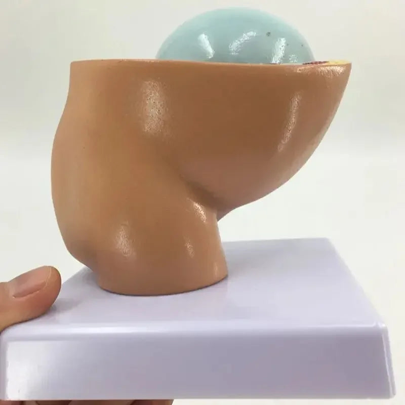 Pregnancy Anatomical Models Anatomical Pregnant Human Female Pelvis with Pregnancy 9 Months Baby Fetus Model Life Size parto