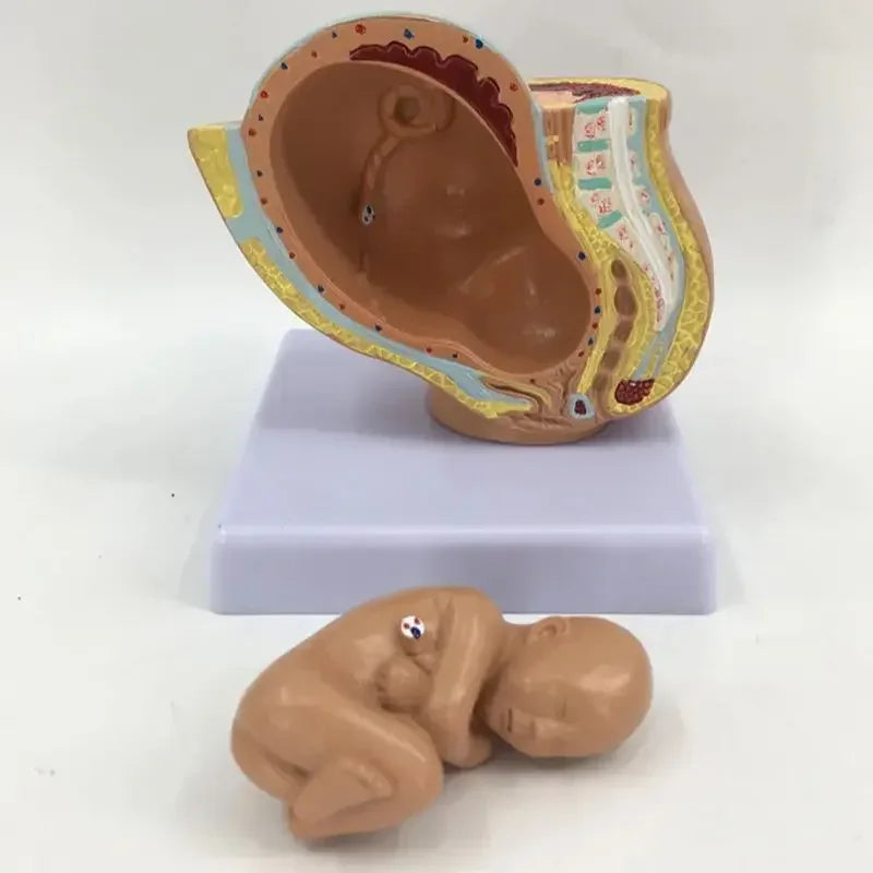 Pregnancy Anatomical Models Anatomical Pregnant Human Female Pelvis with Pregnancy 9 Months Baby Fetus Model Life Size parto